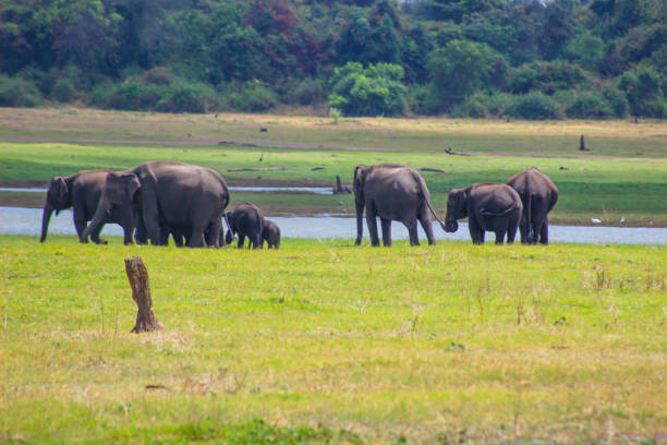 istock Indian Elephant Sri Lanka 1024139772