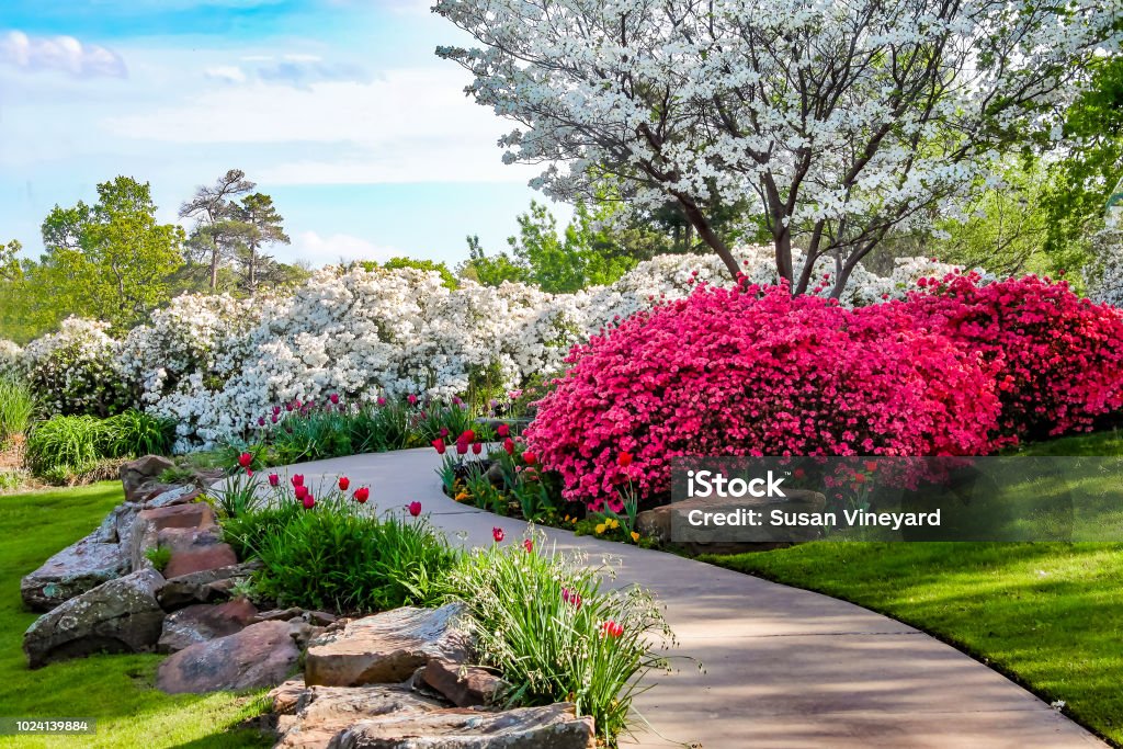 Curved path through banks of Azeleas and under dogwood trees with tulips under a blue sky - Beauty in nature Flower Stock Photo