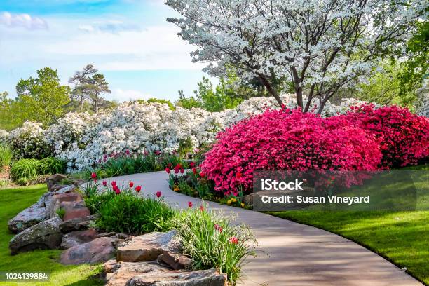 Curved Path Through Banks Of Azeleas And Under Dogwood Trees With Tulips Under A Blue Sky Beauty In Nature Stock Photo - Download Image Now