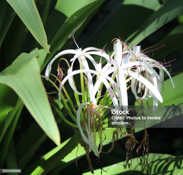 Flor Estrella Blanca Tropical Foto de stock y más banco de imágenes de Aire libre - Aire libre, Belleza, Belleza de la naturaleza - iStock Flor Estrella Blanca Tropical Foto de stock y más banco de imágenes de Aire libre - Aire libre, Belleza, Belleza de la naturaleza - iStock