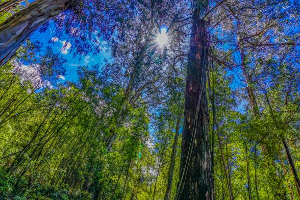 istock Rainforest in Australia at the yarra valley 1024140054