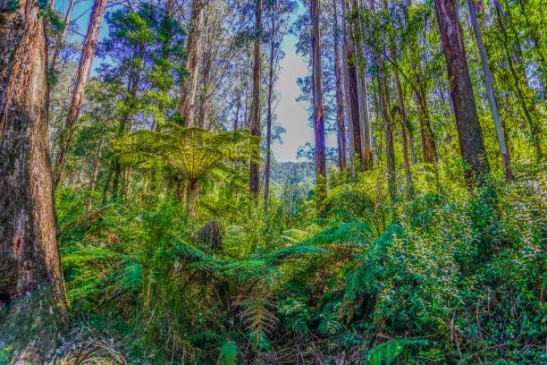 istock Rainforest in Australia at the yarra valley 1024140060
