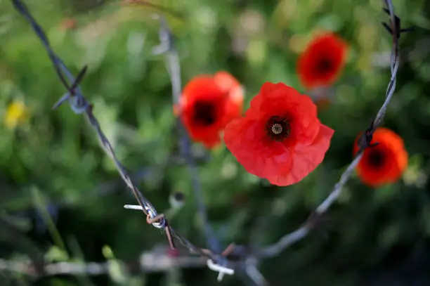 Photo of Poppy flowers or papaver rhoeas poppies with the light behind