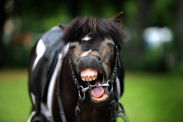 istock Funny horse head smiling over green background 1024141332
