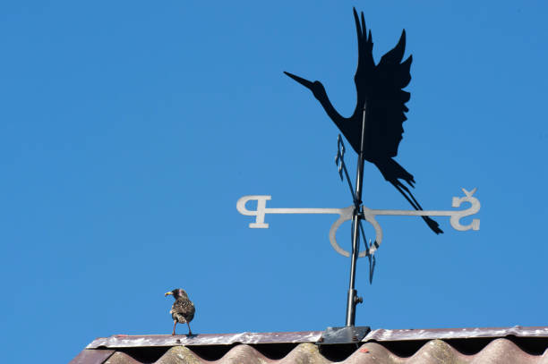 istock black bird  sitting on a roof 1024142506