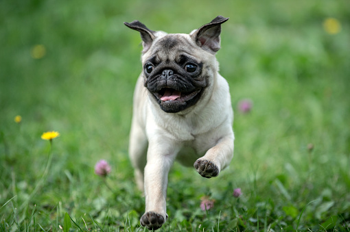 Perro Pug felices corriendo sobre la hierba. Boca abierta. photo