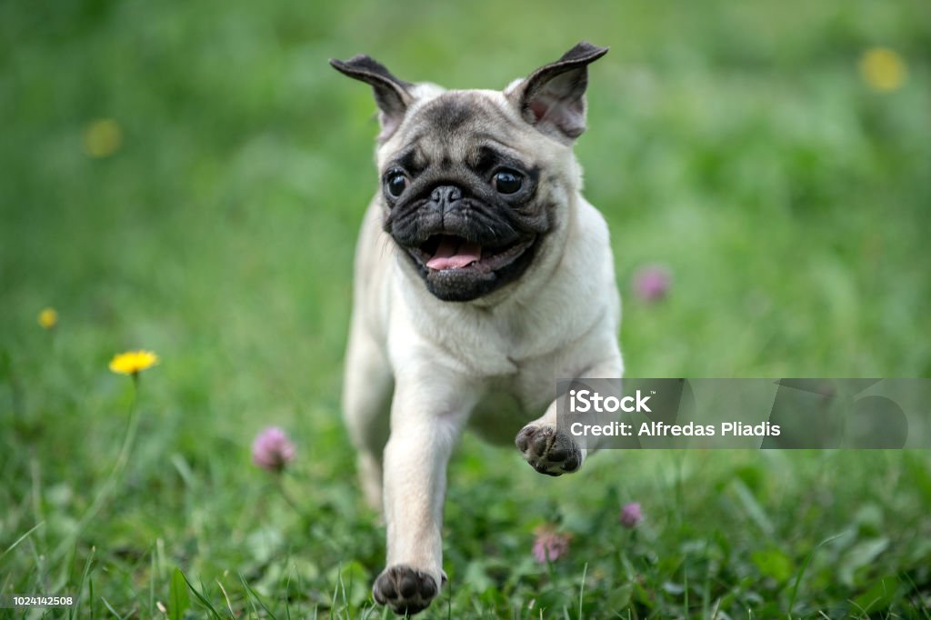 Happy Pug Dog Running on the Grass. Mouth Open. Pug Stock Photo