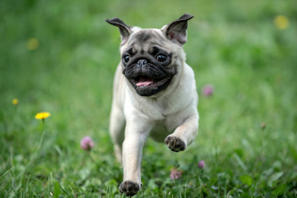 Happy Pug Dog Running on the Grass. Mouth Open. Happy Pug Dog Running on the Grass. Mouth Open. pug stock pictures, royalty-free photos & images