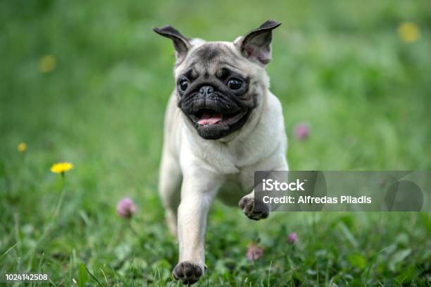 Happy Pug Dog Running On The Grass Mouth Open Stock Photo - Download Image Now - Pug, Running, Happiness