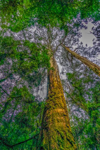 istock Rainforest in Australia at the yarra valley 1024144802