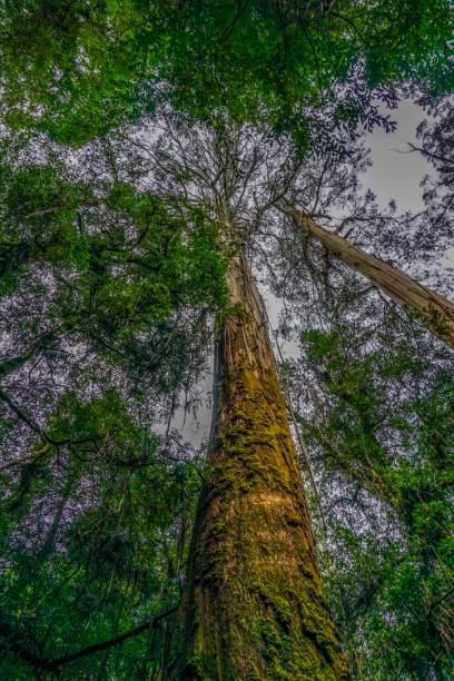 istock Rainforest in Australia at the yarra valley 1024144832