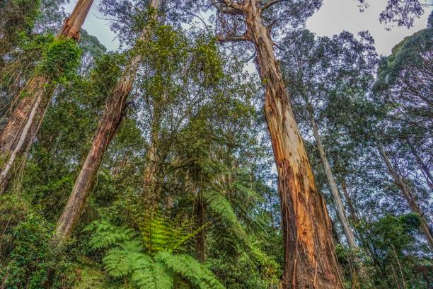 istock Rainforest in Australia at the yarra valley 1024144984