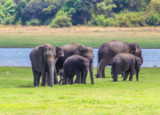 istock Indian Elephant Sri Lanka 1024145054