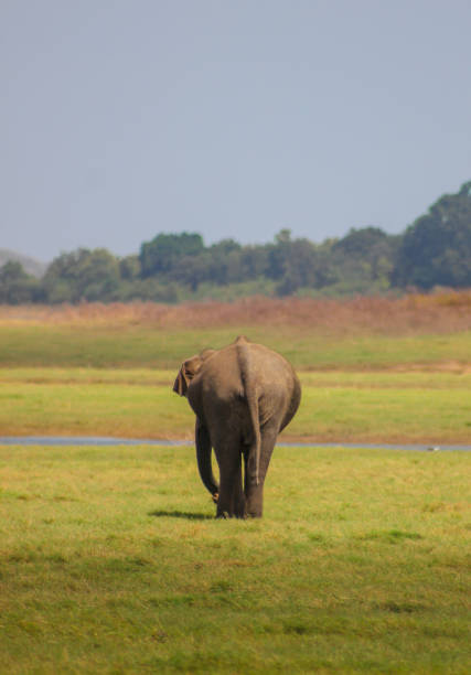istock Indian Elephant Sri Lanka 1024148786
