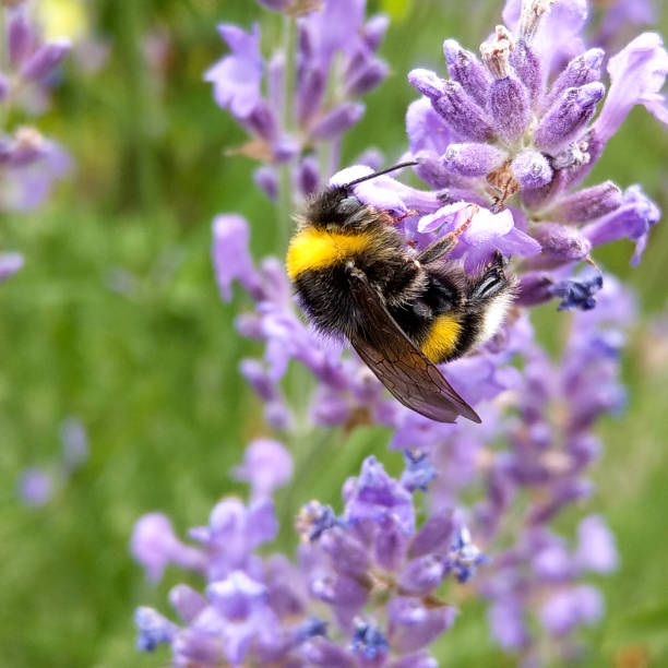 istock Bumblebee in the garden, Bombus terrestris 1024151010