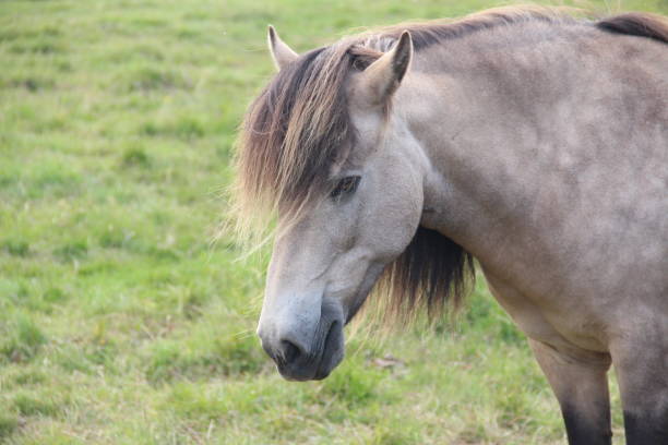 istock Icelandic white horse portrait 1024151308