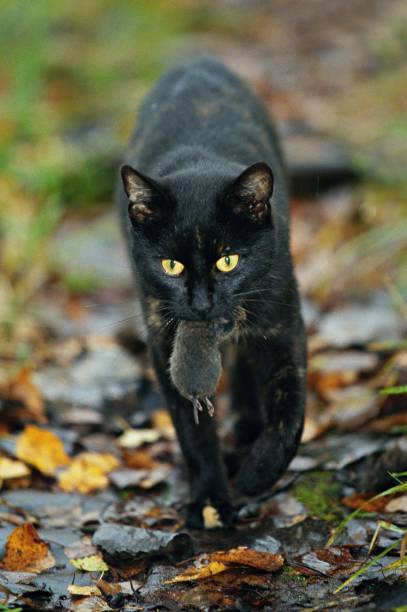 istock Black kitten sitting and looking at a mouse sniffing him in front of a white background 1024152804
