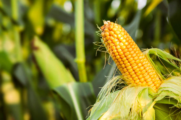 istock The corn plant in the field 1024152924