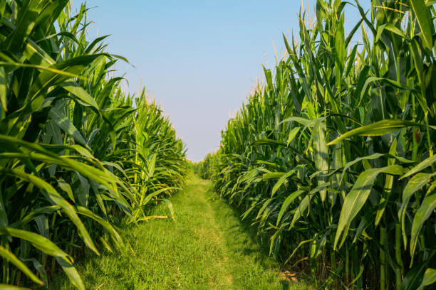 istock The corn plant in the field 1024153142