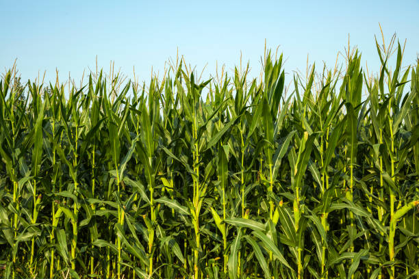 istock The corn plant in the field 1024155346