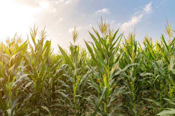 istock The corn plant in the field 1024155458
