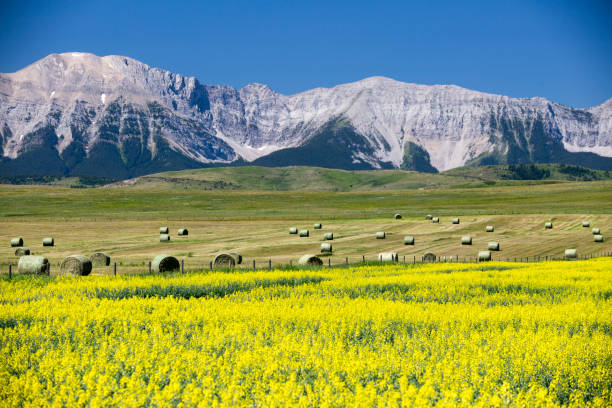 View of the Canadian Rockies and yellow canola field in bloom on the Cowboy Trail near Lundbreck, Alberta, Canada.