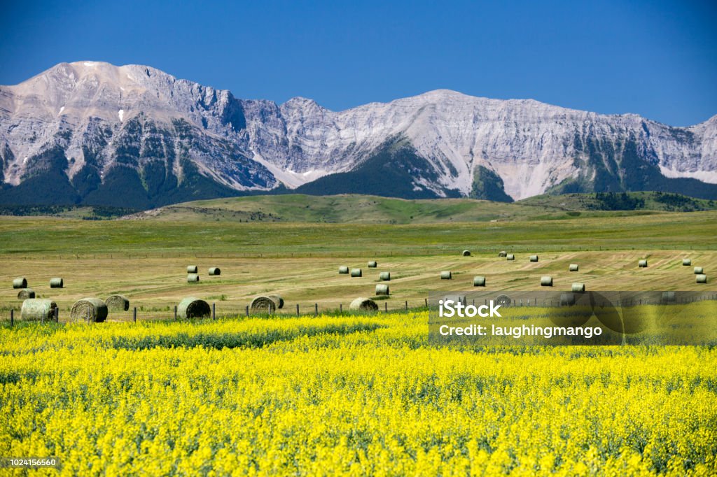 Yellow Canola Field In Bloom View of the Canadian Rockies and yellow canola field in bloom on the Cowboy Trail near Lundbreck, Alberta, Canada. Agricultural Field Stock Photo