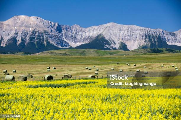 Yellow Canola Field In Bloom Stock Photo - Download Image Now - Agricultural Field, Alberta, Canada