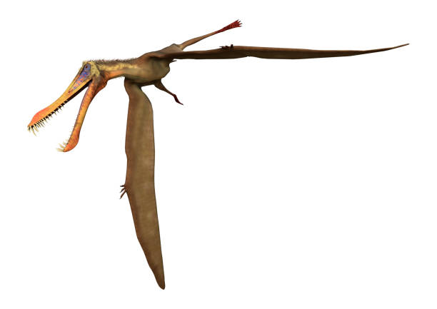 istock 3D illustration pterodactyl Anhanguera on white 1024156580