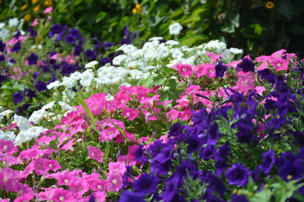 istock Flowers in a Suburban Massachusetts Landscaped Setting 1024162506
