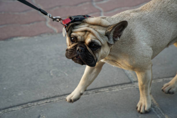 istock Close-up of a cute pug puppy on a strap 1024163922