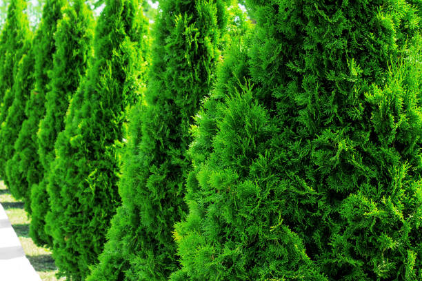 Thuja at the road in the summer. Decorative Thuya