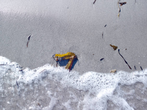 istock Denmark: Washed ashore Fucus serratus on the beach 1024167474