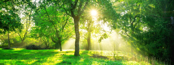 istock Green forest landscape background at sunrise. 1024172028