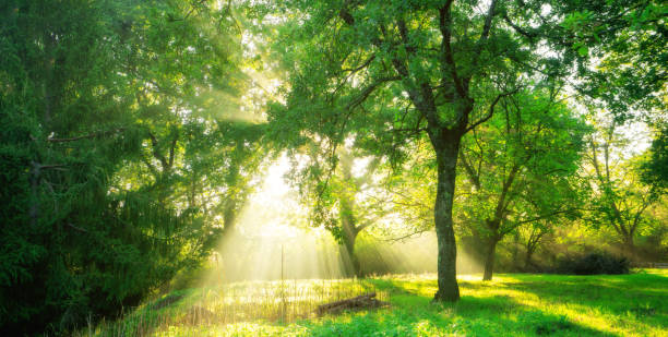 istock Green forest landscape background at sunrise. 1024172088