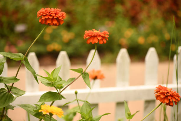 Photo of several blooming orange zinnias in front of a white picket fence.