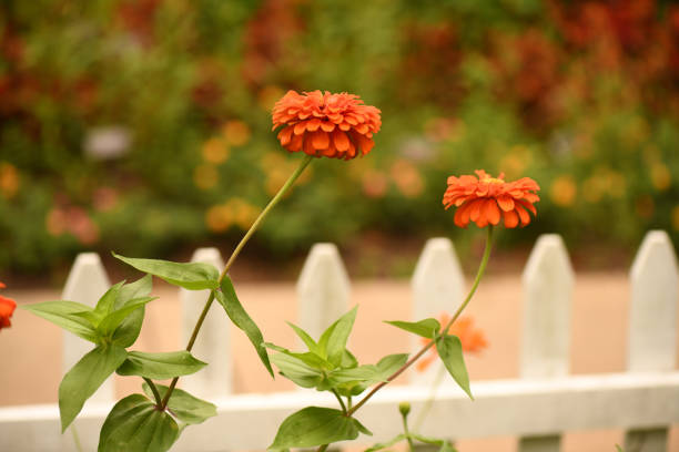 Photo of two blooming orange zinnias in front of a white picket fence.