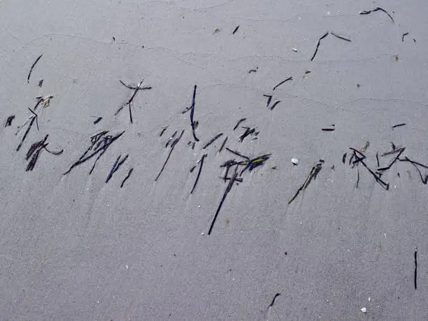 Photo of Denmark: Washed ashore eelgrass looking like abstract line art on the beach
