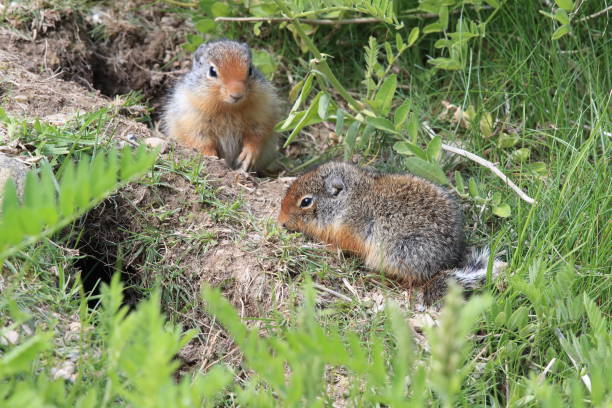 istock Columbian ground squirrel  Cub canadian Rockies 1024179422