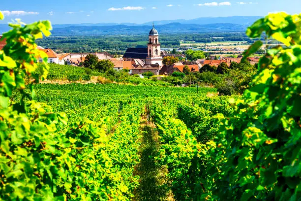Photo of Vineyards of France. Famous Alsace region with pictorial traditional villages