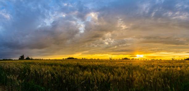 istock XXL rural field sunset sky nature landscape 1024182736