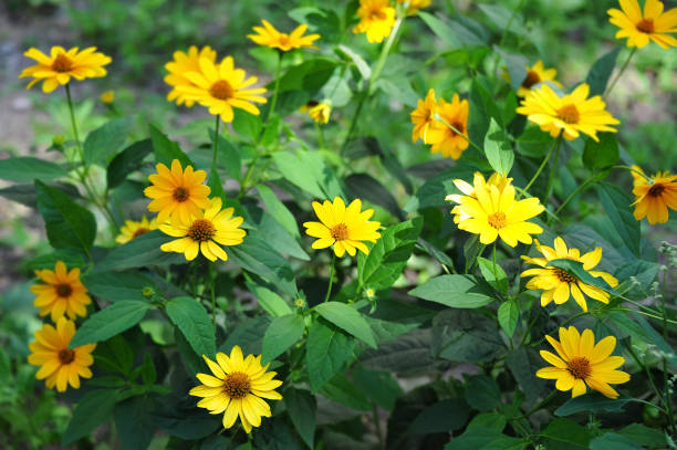 alcachofa de jerusalén o girasol (helianthus tuberosus) - sunflower flower flower bed light fotografías e imágenes de stock