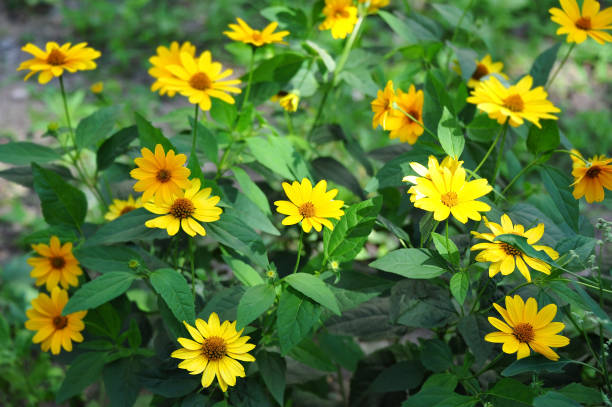 topinambour ou girasol (tournesol tuberosus) - sunflower flower flower bed light photos et images de collection
