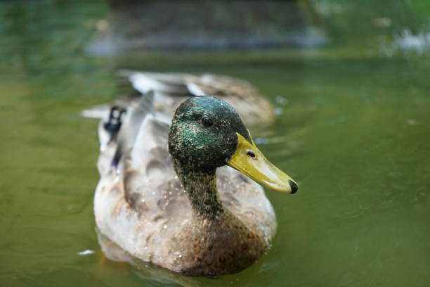 istock lonely duck in the lake 1024188538