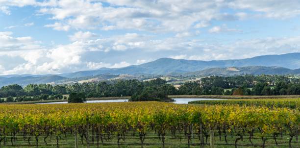 istock Winery in yarra valley in Australia 1024188696