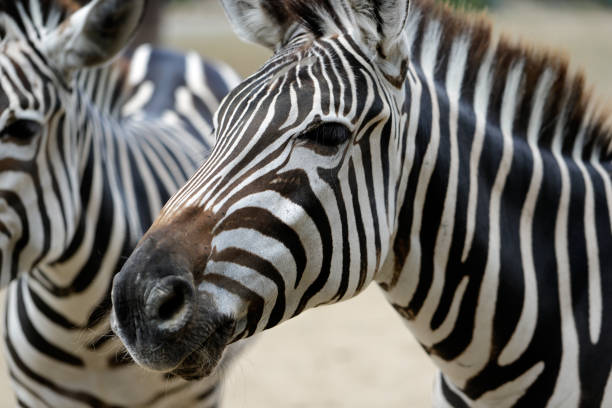 Portrait of African striped coats zebras. Photography of nature and wildlife.