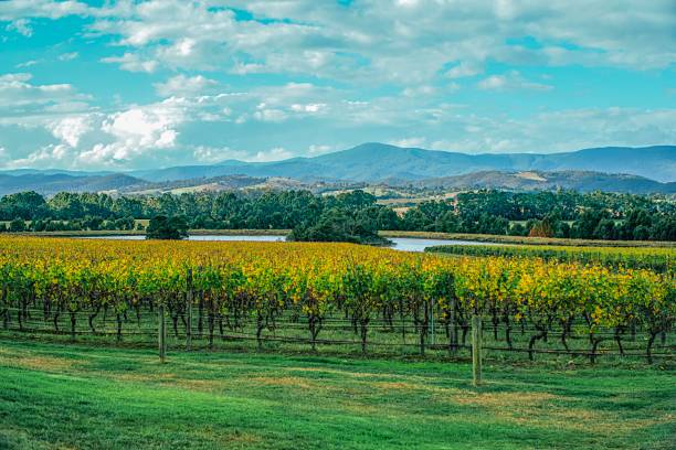 istock Winery in yarra valley in Australia 1024188836
