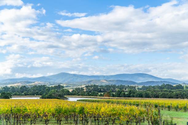 Winery in yarra valley in Australia