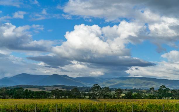 istock Winery in yarra valley in Australia 1024193258