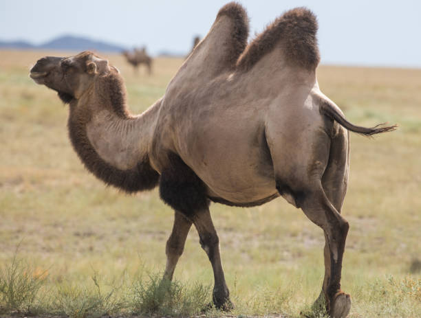 istock Two-humped Camel, Bactrian in nature, Kazakhstan 1024193750